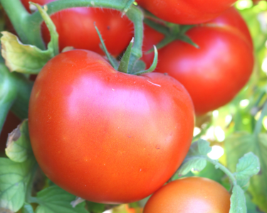 Itz a Keeper Hybrid Tomato Seeds